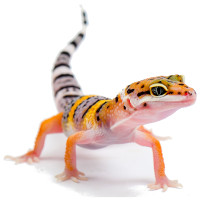 Gecko eledel