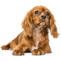 Cavalier king charles