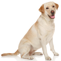 Labrador retriever