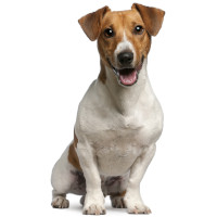 Jack russell terrier