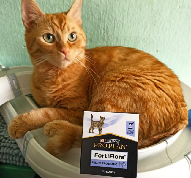 Sándor, Ságújfalu