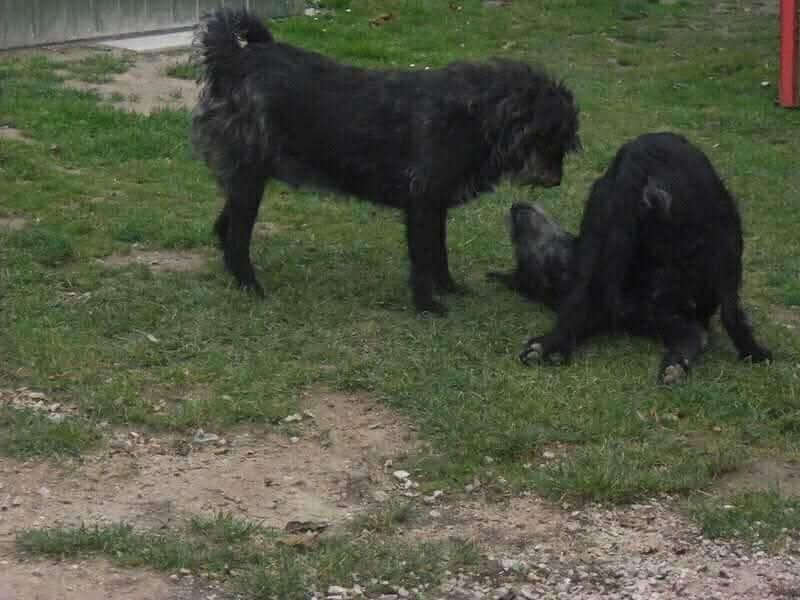 Gertrúd, Kánya Gertrúd, Kánya