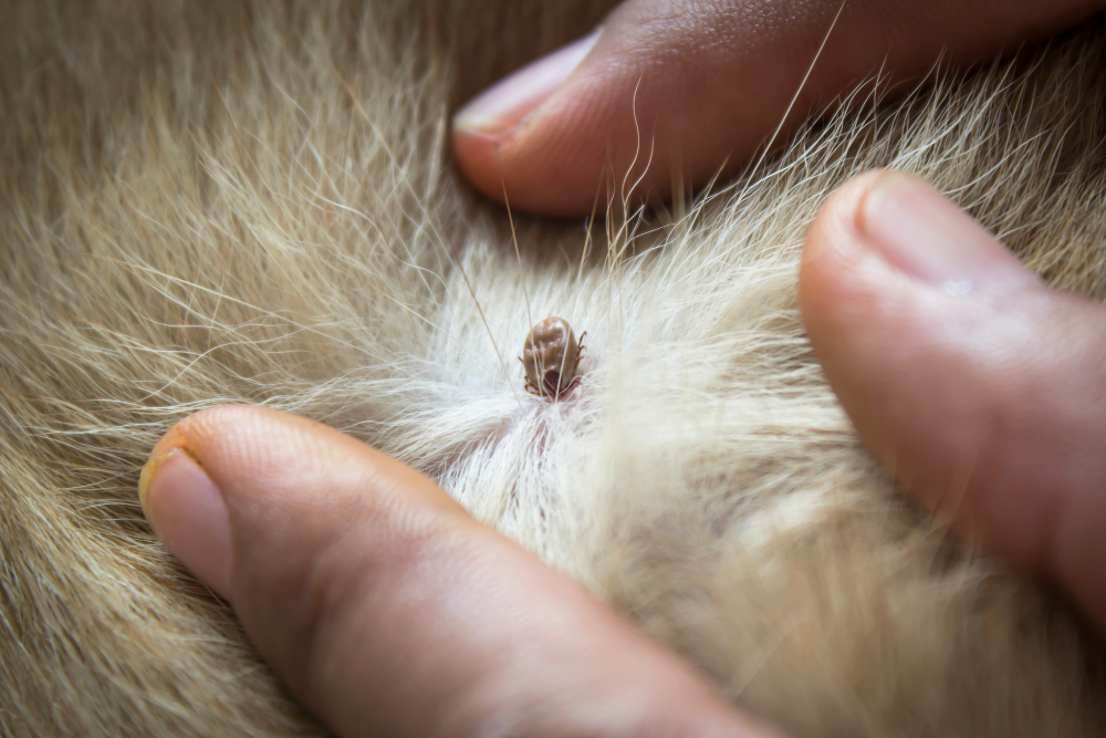 Hogyan védd meg a kutyádat a kullancsoktól?